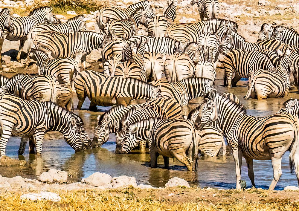 Etosha NP, Namibia, Africa.  A herd of Plains Zebras who gathered to drink at a water hole.